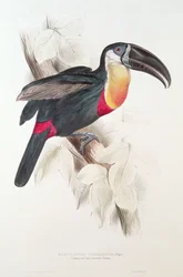Tucano solforato e dal petto bianco, XIX secolo